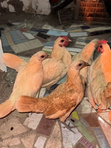 продажа домашних кур: Сатам | Короздор, Тооктор | Көбөйтүү үчүн, Союуга
