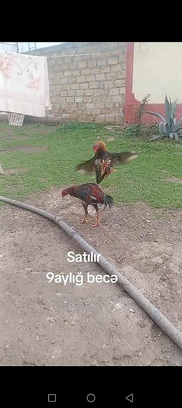 cuce satisi 2019: 9 aylığ becə satılır super becədi barter var itlə telfonla velasbetlə — 3