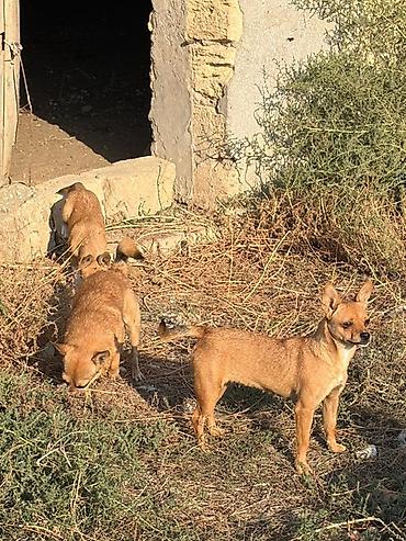 10 ay, Peyvəndli lalafo.az -da 10 ay, Peyvəndli