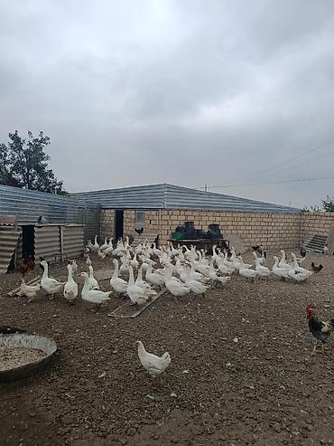 gəncə toyuq satan: Salam cavan da var qocada ən azı təmiz əti 2 kq gəlir 3 kq da gələn — 6
