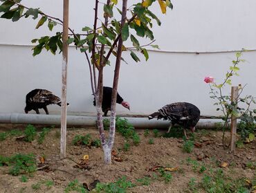 Cücələr: Hinduşka cücələri, Damazlıq — 28