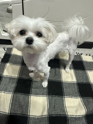 İtlər: Malta lapdogunun Damazlıq oğlanı satılır. cins: oğlan tamamilə — 1