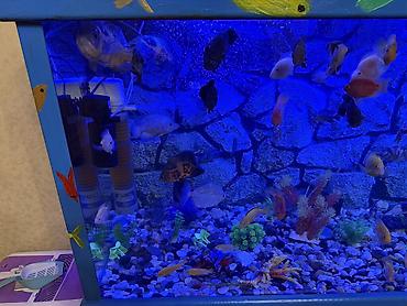 Akvariumlar: Продается аквариум 2 м с рыбами все вместе рыбы декор и — 29