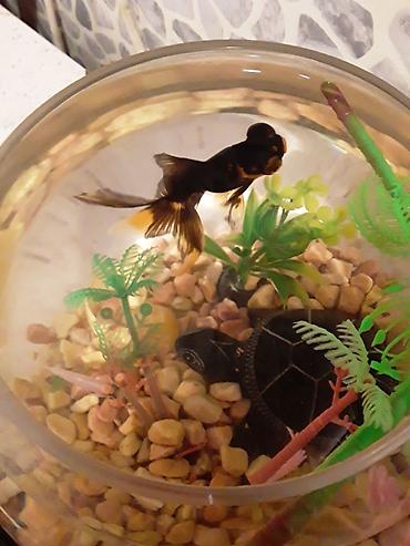 Akvariumlar: Şüşə akvarium dəsti - Dairəvi, şəffaf şüşə akvarium (balaca ölçülü — 2