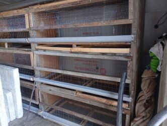 собака доберман сколько стоит: Клетки для бройлеров курей .новые.в Карабалта