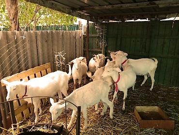 Козы, козлы: Продаю | Коза (самка), Козёл (самец), Козлёнок | Зааненская, Битал | Для разведения, Для молока | Племенные, Котные, Осеменитель — 4