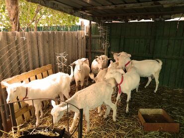 Козы, козлы: Продаю | Козёл (самец) | Зааненская | Для разведения | Племенные — 4