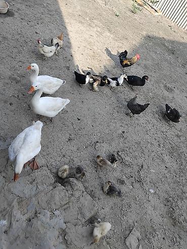 ordək balası və cucə: Qaz cücələri, Damazlıq, Ödənişli çatdırılma — 1