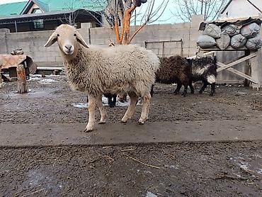 Баран, овца: Продаю | Баран (самец) | Для разведения | Матка — 11
