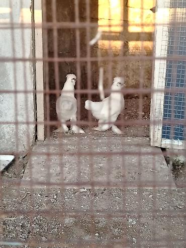 kend cuceleri: Toyuq, Damazlıq, Ünvandan götürmə — 2