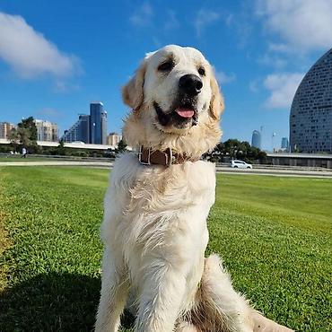tap.az it satisi: Labrador-retriver, 5 il, Erkək — 2