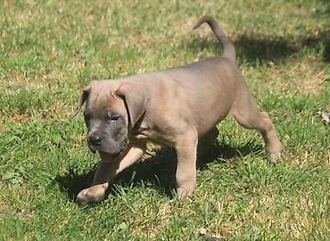 Psi: Cane Corso štenci U ponudi veoma perspektivni štenci iz različitih — 8