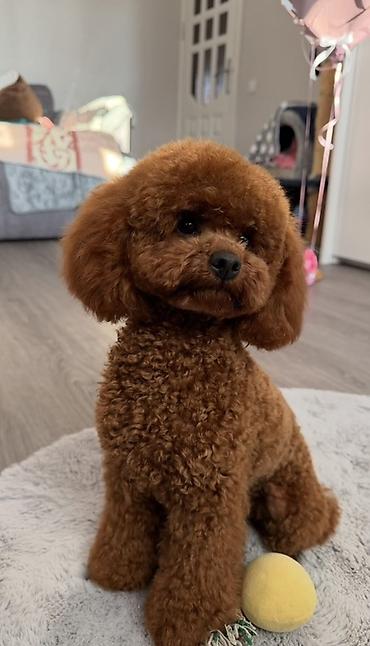 toy pudel satilir: Pudel, 1 ay, Erkək — 1