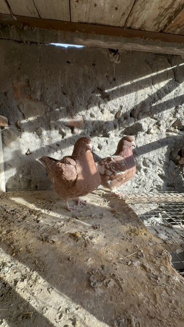 Птицы: Продаю голубей!!!! На фото представлены голуби разных пород. Цены на — 30