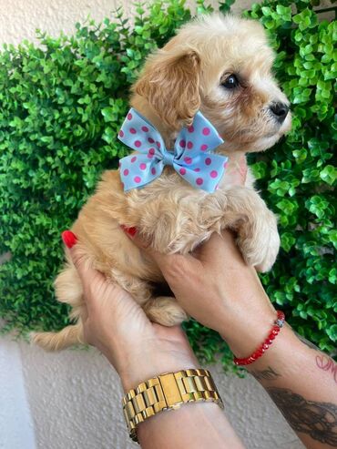 Psi: Odgajivacnica pasa "Happy Puppies" ima u ponudi prelepe stence — 9