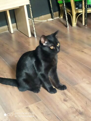 Pişiklər: Erkək, Cütləşmə üçün — 8