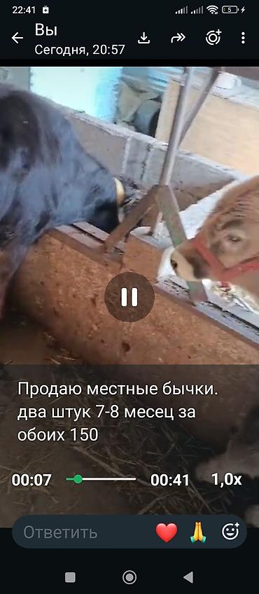 А/ч жаныбарларын сатам: Сатам | Бука (эркек) | Бордоп семиртүү үчүн — 2