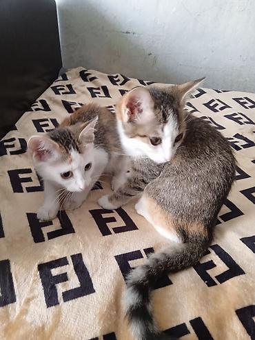 сколько стоит котёнок мейн куна: 3 месяца, Девочка, Приучена к лотку — 1
