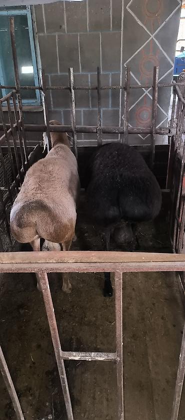 Баран, овца: Продаю | Баран (самец) | Для разведения | Племенные — 15