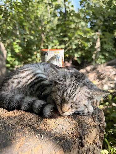 перепелки живые: Котята, 3 малыша - Окрас: серый мраморный (2 котёнка), рыжий — 2