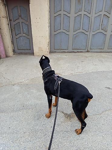 İtlər: Doberman, 1 il, Erkek, Ünvandan götürmə — 2