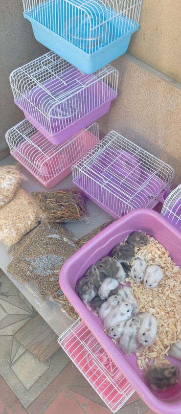 Gəmiricilər: 2cunqarik 1qəfəs üstündə vitaminli yem,quru yonca,apilka hədiyyə cəmi -da lalafo.az — 2 Gəmiricilər: 2cunqarik 1qəfəs üstündə vitaminli yem,quru yonca,apilka hədiyyə cəmi — 2