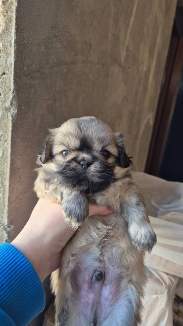 товары для крупных собак: Pekines, 1 ay, Erkek, Ünvandan götürmə, Pulsuz çatdırılma