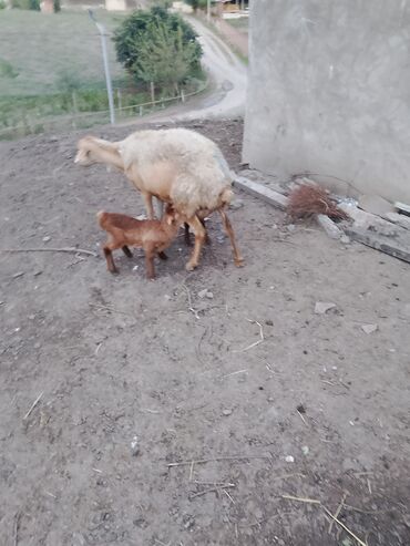İtlər: 600deylir ciddi şexsleri zengin vursun qimete razlaşmaq olar