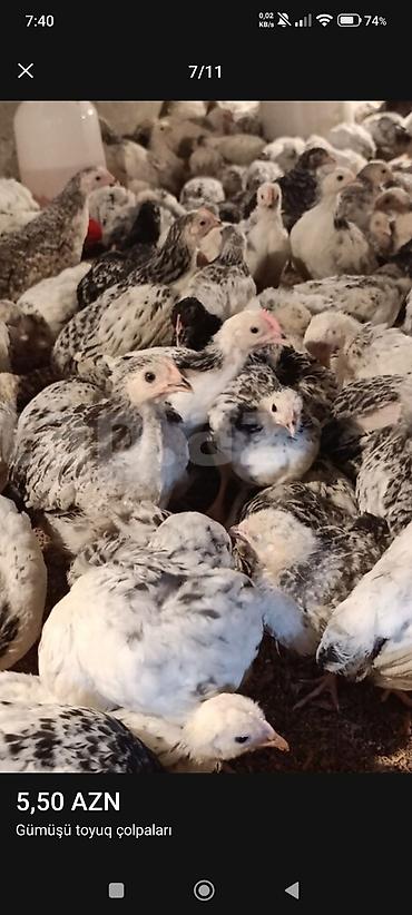 Toyuqlar: ‼️ Serebrist Colpaları Endirim olundu 2 ay yarımlığ tam sağlam — 3