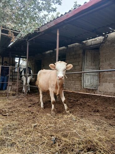 Inəklər, öküzlər: Dişi, il: 3, 3 kq, Damazlıq, Ünvandan götürmə — 2