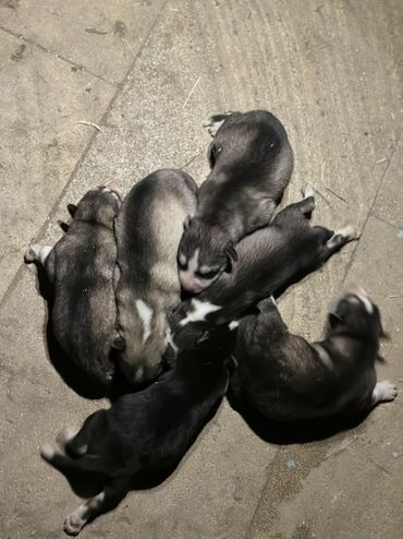 İtlər: Xaski, 1 ay, Erkek, Peyvəndli, Ödənişli çatdırılma — 4