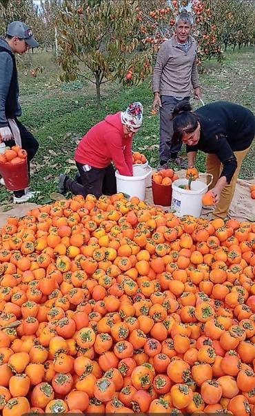 bağça satılır: 70 sot, Biznes üçün, Mülkiyyətçi, Kupça (Çıxarış) — 2