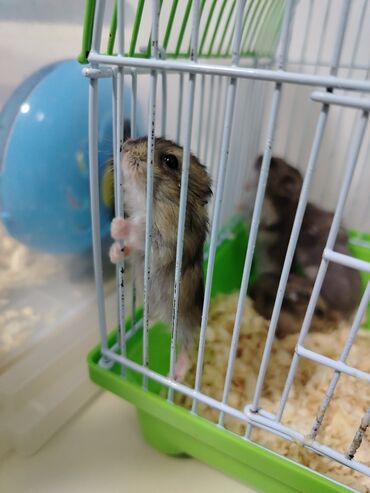 Gəmiricilər: Salam aleykum Cırtdan hamsterlər - Növ: cırtdan (Djungarian) hamster — 2