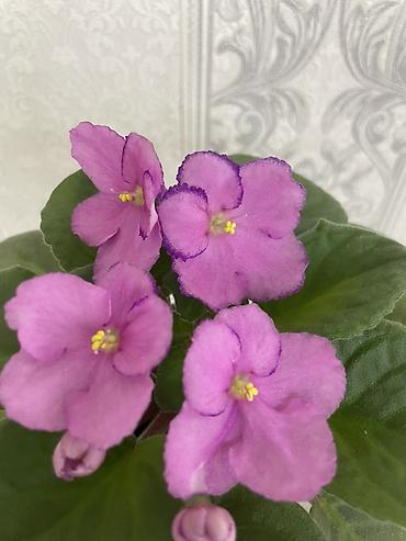 Фиалки и глоксинии: Продам! 1 Детки стандартных сортовых фиалочек. Цена за детку от 80 — 26