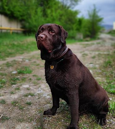 Вязка собак: Вязка: Лабрадор-ретривер, Самец, 5 лет, С родословной — 2