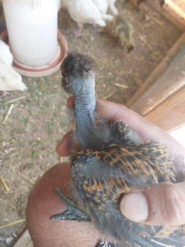 Птица: 🐓 Nadir Dekorativ Toyuq Cinsi Satılır ✅ Çılpaqboyun – Qara ətli – 5