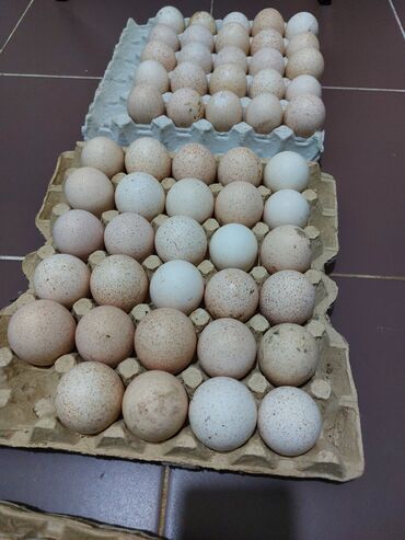 hinduşka yumurtası satılır: Ödənişli çatdırılma