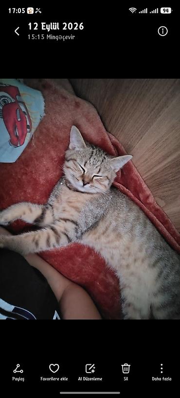 Tabbi, Dişi, Yaxşı əllərə lalafo.az -da Tabbi, Dişi, Yaxşı əllərə