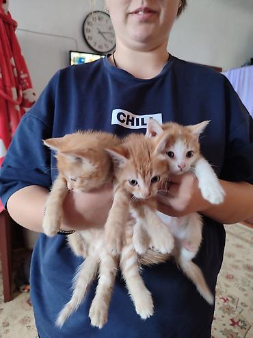 Продажа кошек: Рыжие котята отдам даром. 2 кота рыжие с белым кошечка. - Описание — 1