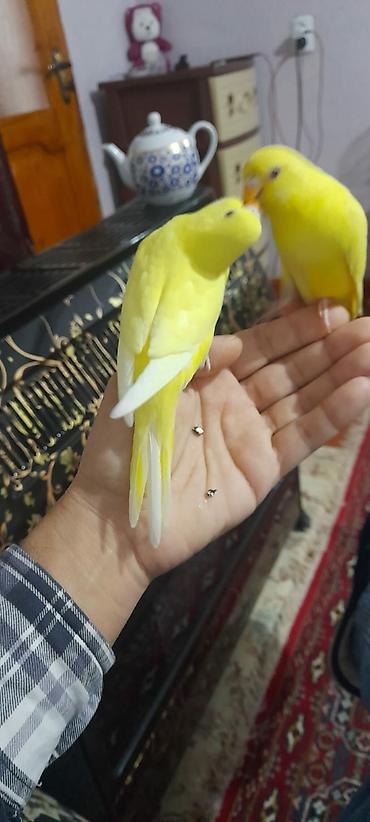 Digər quşlar: 2 aylıg qırmızı göz ələ öyrəşmiş quşdu
sumqayit — 17