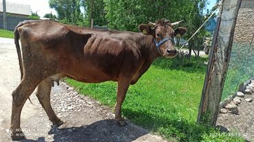 Коровы, быки: Продаю | Корова (самка) | Швицкая | Для разведения, Для молока | Племенные, Стельные