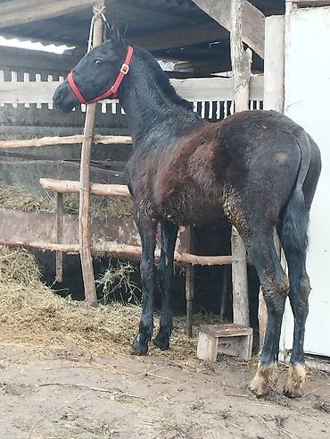 Лошади, кони: Продаю | Жеребец | Полукровка | Рабочий — 10