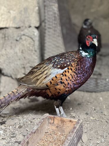 Xoruzlar: Xoruz, il: 1, Pulsuz çatdırılma — 8