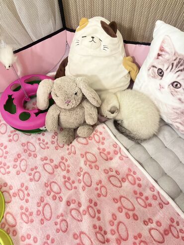 Pişiklər: Şotland, Erkək, Dişi, Ünvandan götürmə -da lalafo.az — 16 Pişiklər: Şotland, Erkək, Dişi, Ünvandan götürmə — 16