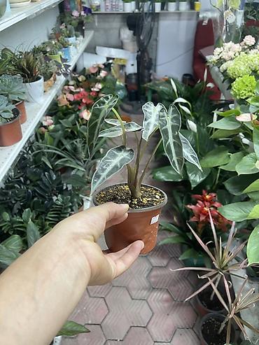 алоказия: Алоказия «Поли» (Alocasia x amazonica ‘Polly’) в пластиковом горшке — 1