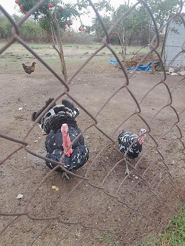 hamster near me: Erkək, Damazlıq — 2