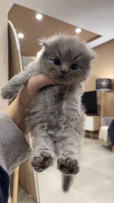 Pişiklər: Şotland — 7