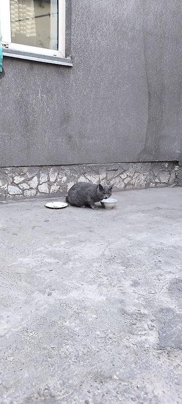 кошки свинкс: Кошка даром: Беспородная, Мальчик — 3