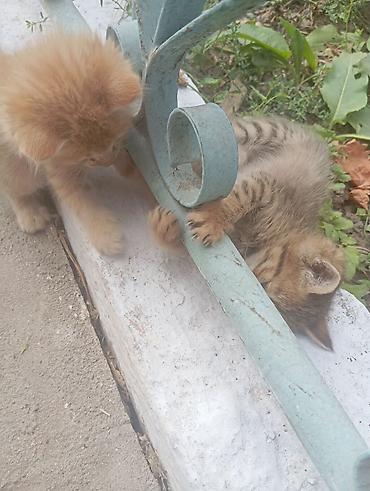 Отдам даром кошку: Отдам в хорошие руки 4-х котят.Родились 12 августа.Два мальчика:один — 7