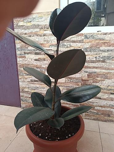 Bağ və bostan üçün digər məhsullar: - Zanbaq (Hemerocallis) – narıncı lecekli gül 8 azn satilir — 10